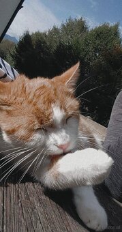Kater sucht neues Zuhause - 4