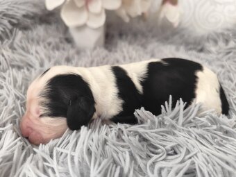 Englische Springer Spaniel Welpen mit PP FCI - 4
