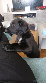 Labrador Retriever mischlingswelpe sucht ein neues Zuhause - 4