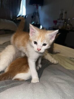 maine coon babys mix - 4