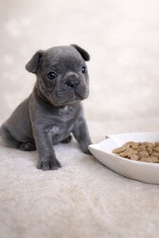 Exklusive Französische Bulldogge Hündin in Blau - 4