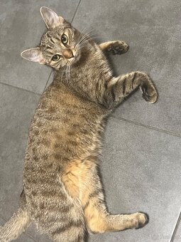 Katze u/o Kater in gute Hände abzugeben - 4