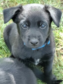 Australian Kelpie w Pedigree - 4