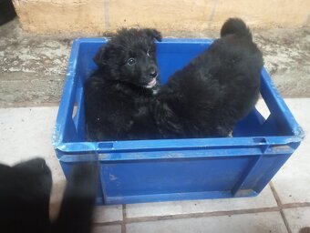 Howard Mischlinge - 4