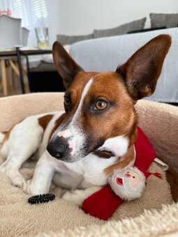 Jack Russell Trrier - 4