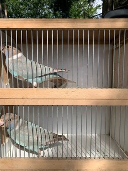 Kauf RINGSITTICH - 4