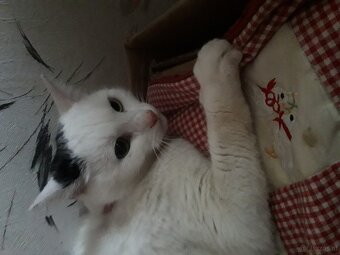 KATER FREUNDE AUFGEPASST - 4