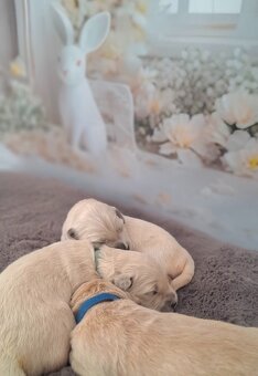Golden retrivers - 4
