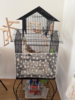 Wellensittich Paar 60€ - 4