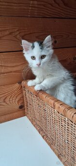 Süsse (langhaar) katzenbabys suchen liebevolles zuhause - 4