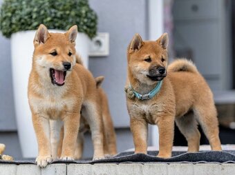 Shiba inu welpen mit FCI Pedigree - 4