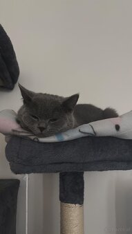 2 Britisch Kurzhaar Katzen (9 und 12 Monate) nur gemeinsam - 4