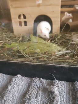 Maus zu vergeben. - 4