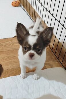 Chihuahua mit einer Ahnentafel FCI - 4