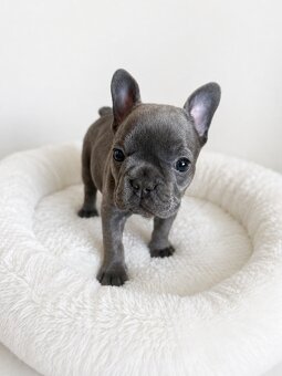 Französische Bulldogge – blaue Hündin mit Stammbaum - 4