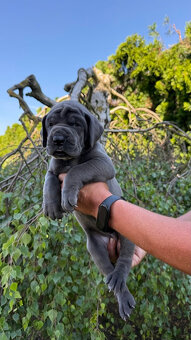 Deutsche Dogge blau - 4