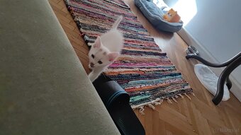 Katzen baby - 4