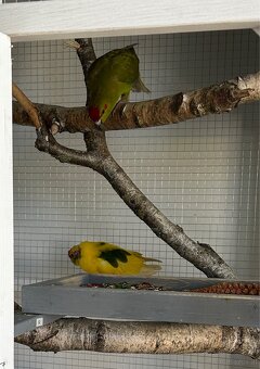 Ziegensittich Paar - 4