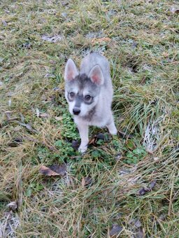Alaskan Klee Kai (Mini Husky) - 4