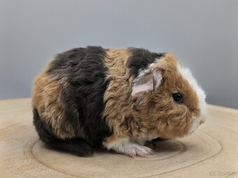 US-TEDDY Meerschweinchen - 4