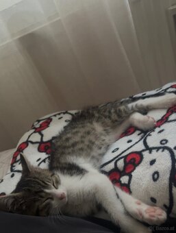 Europäisches Kurzhaar Kitten - 4