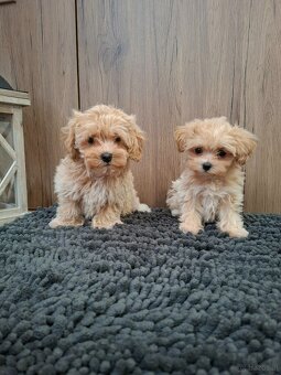 Maltipoo mini - 4
