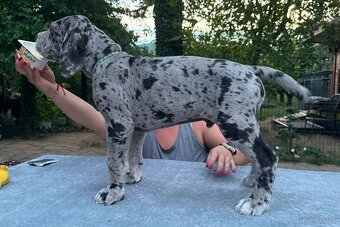 Deutsche doggue - 4