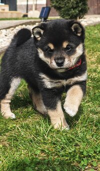 Shiba inu Welpen - 4