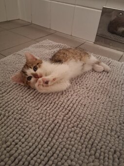 Süße Kätzchen - 4