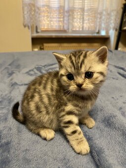 Katze - 4