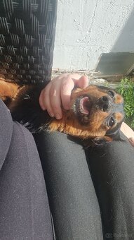 Dackel Mischling - 4