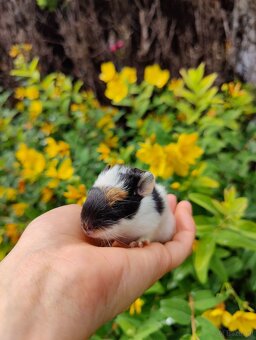 Meerschweinchenbabys zu verkaufen - 4