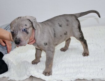 Louisiana Leopard Dog - Catahoula - 4