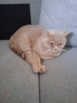 Britisch kurhaar Katze - 4