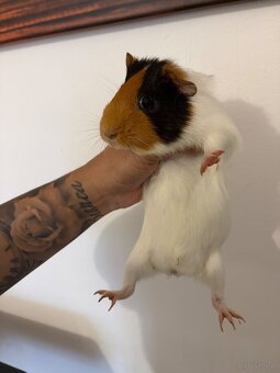 Junge Meerschweinchen-Dame "Jenny" (Weibchen, aus Zoohande - 4