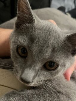 BKH katzen 2 Männchen und 2 Weibchen - 4