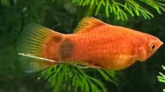 Mollys, Platys und noch mehr zum verkaufen 🐟 - 4