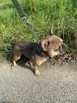 Französische Bulldogge - 4