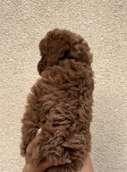 Bezaubernder Toypudel Oskar sucht ein Zuhause 🐩 - 4