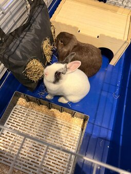 Hasen Hase Zwergkaninchen mit Käfig Kaninchen - 4