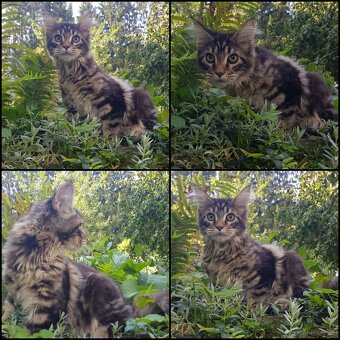 Maine Coon Kitten suchen Herzensplätze - 4