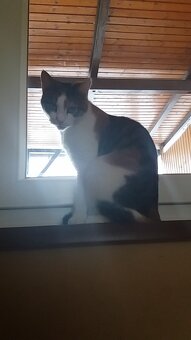 Liebevolle 10 Jährige Katze sucht ein Zuhause - 4