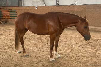 Charakterstarke Welsh-Cob-Stute - 4