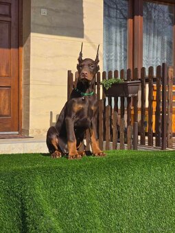 Doberman welpen mit PP - fci hunde - 4