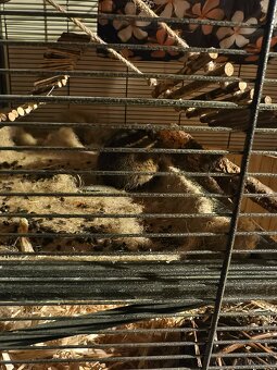 2 süsse Degus 9 Monate alt mit Käfig zu vergeben - 4
