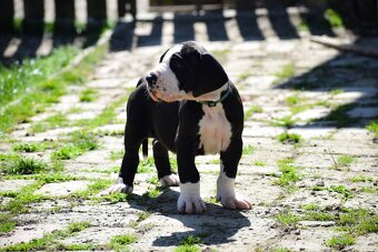 Deutsche Dogge mit Stammbaum - 4