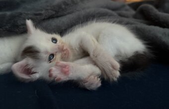 Katzenbabies suchen liebesvolles zuhause - 4