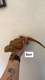Bartagame Weiblich - 4