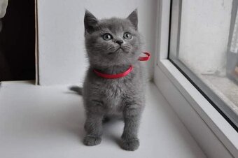 Britisch shorthair--BKH Kitten - 4