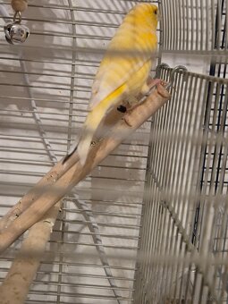 Kanarienvogel Jung - 4